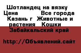 Шотландец на вязку › Цена ­ 1 000 - Все города, Казань г. Животные и растения » Кошки   . Забайкальский край